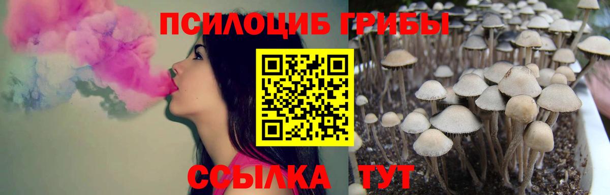 Галлюциногенные грибы Psilocybine cubensis Ухта
